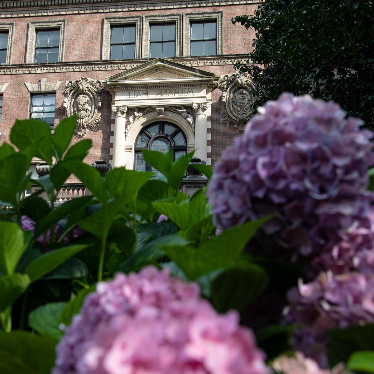米尔班克大厅前的绣球花盛开